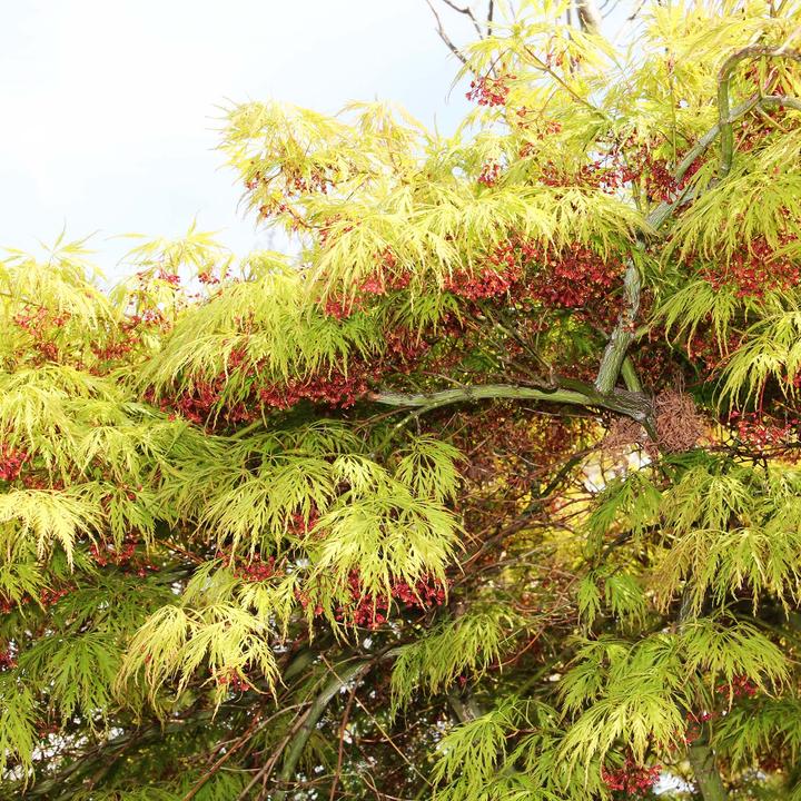 Produktbild Zulauf Japanischer Fächer-Ahorn / Acer palmatum 'Dissectum' (60 cm)