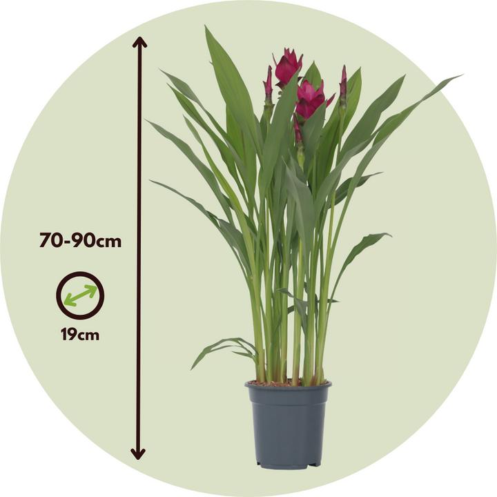 Image du produit Plant in a Box Curcuma alismatifolia - Curcuma (80 cm)