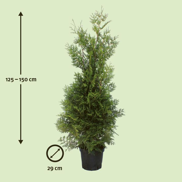 Produktbild Zulauf Thuja / Thuja occ. 'Brabant' (150 cm)