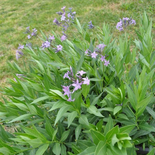 Image du produit Säntispracht L'étoile tubulaire bleue - Amsonia tabernaemontana 'Blue Ice (50 cm)