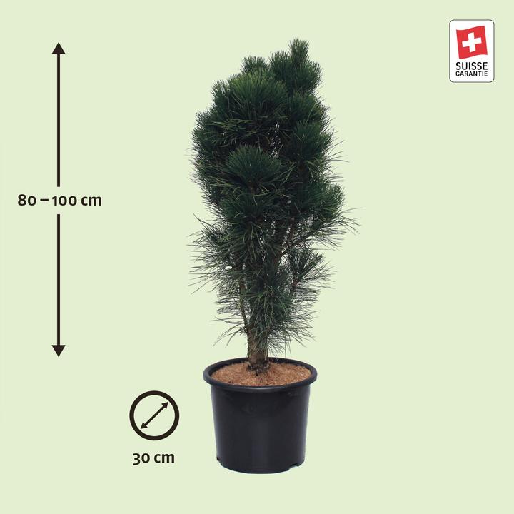 Image du produit Zulauf Säulen-Schwarz-Kiefer / Pinus nigra 'Green Tower' (100 cm)