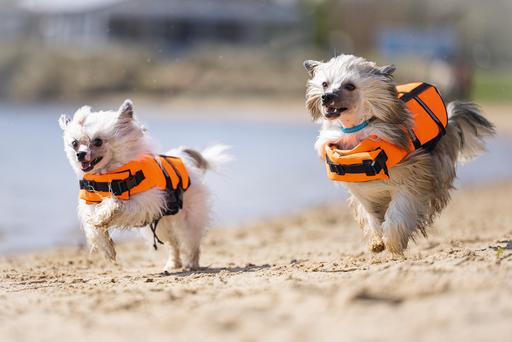 Actual product image Karlie Aqua-top (XS, Dog life jacket)