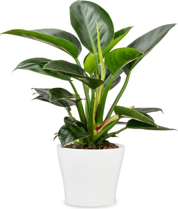 Actual product image Scheurich Flowerpot White Ø 21 cm (21 cm)