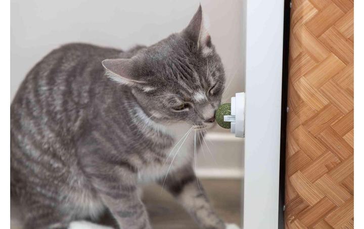 Produktbild Trixie Katzenminze Ball (Ballspielzeug Katze)
