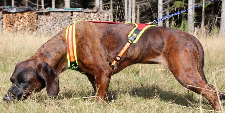 Produktbild Niggeloh Hundeführgeschirr Follow Trail (M, Hund, Hundesport)