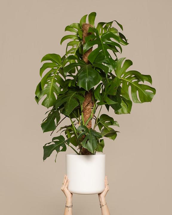 Actual product image feey Monstera XL (125 cm, Freshly repotted)