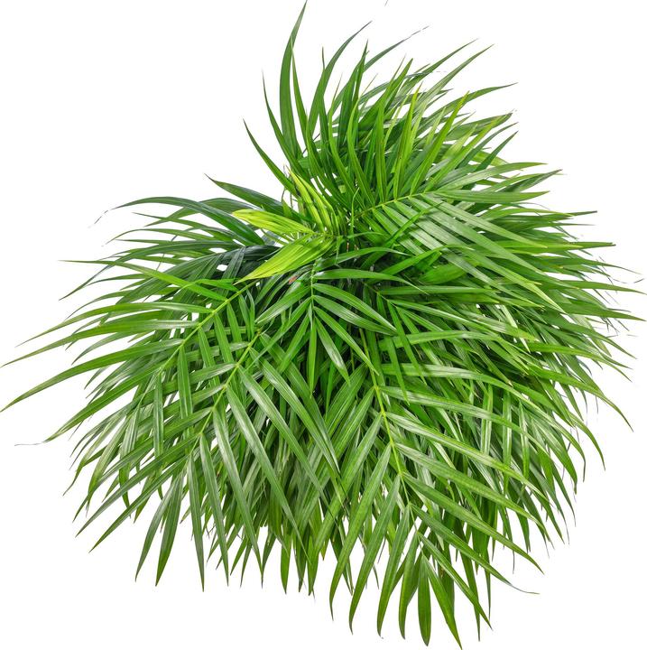 Image du produit Flowerbox Palmier à fruits d'or (100 cm)