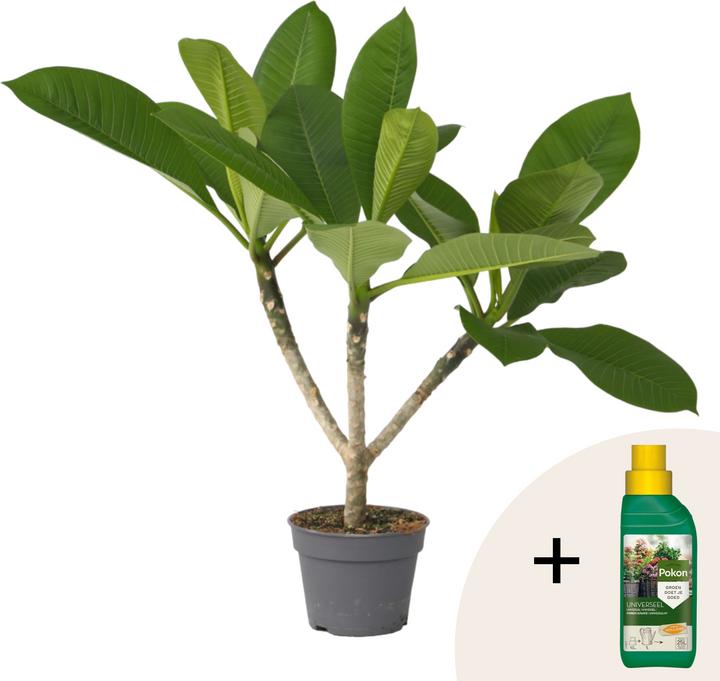 Actual product image Plant in a Box Plumeria rubra - Hawaii pflanze (45 cm)