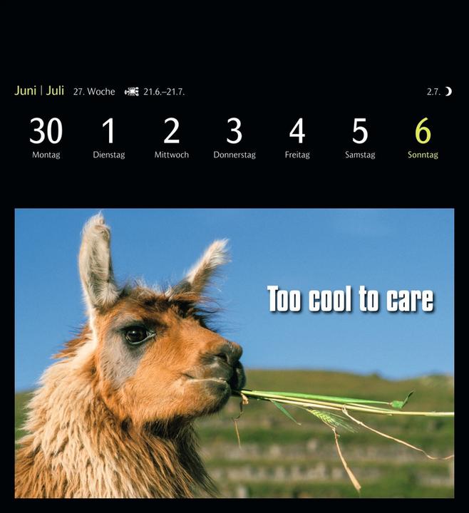 Immagine prodotto Harenberg Calendario cartoline animali 2025 - 53 cartoline animali divertenti (16 x 17,5 cm, Nessuna rilegatura, Inglese, Tedesco)