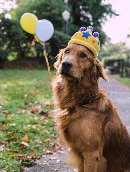 Produktbild P.L.A.Y. Plüsch Spielzeug Canine Krone (Plüschspielzeug Hund)