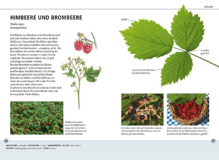 Produktbild Kosmos Bäume am Blatt erkennen - 78 Laub- und Nadelgehölze. Blätter in Originalgrösse (Deutsch, Meike Bosch, 2024)