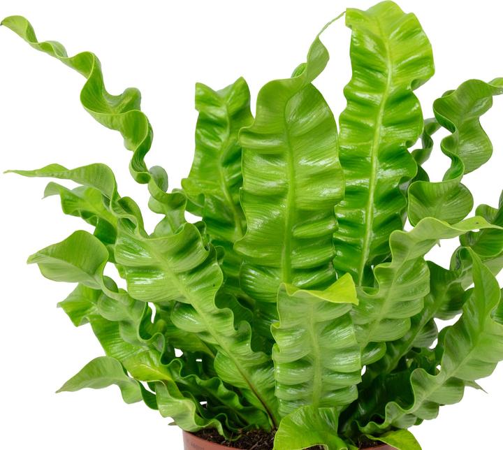 Image du produit Flowerbox Nestfarn - Asplenium nidus 'Crispy Wave' (25 cm)