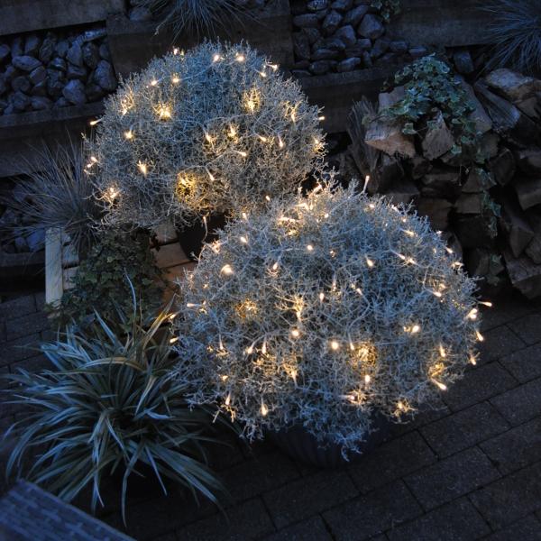 Produktbild Säntispracht Der silberne Winterschmuck, Silberkopf - Calocephalus brownii Silver mit Lichterkette (60 cm)