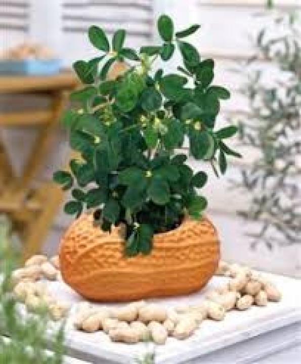 Produktbild Tropica Erdnuss (Pflanzensamen)
