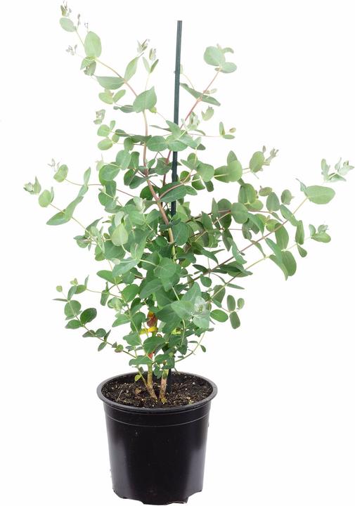 Immagine prodotto Flowerbox Eucalipto - Eucalyptus gunnii (40 cm)