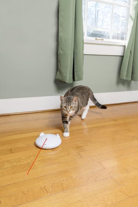 Actual product image PetSafe ZIP Automatic Laser Light (Catmint toy)