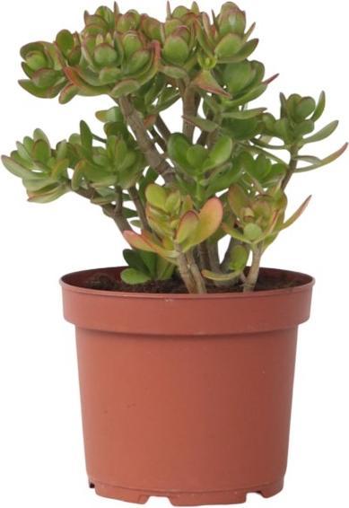 Immagine prodotto Plant in a Box Crassula ovata Minor - Pianta di giada (45 cm)
