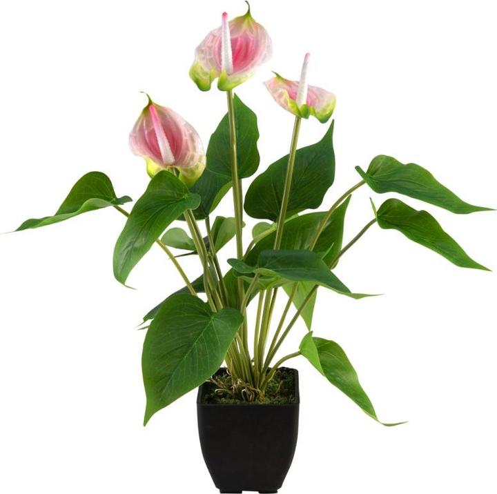 Image du produit Europalms Anthurium, plante artificielle, blanc rose