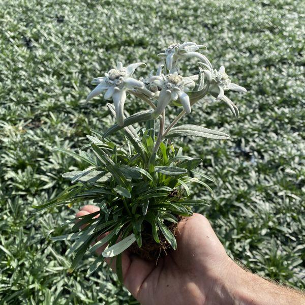 Produktbild Säntispracht Das urwüchsige Edelweiss - Leontopodium alpinum (25 cm)