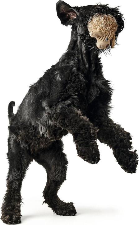 Image du produit Hunter Jouet pour chien Pori - chien 17 cm (Jouet à mâcher pour chien)