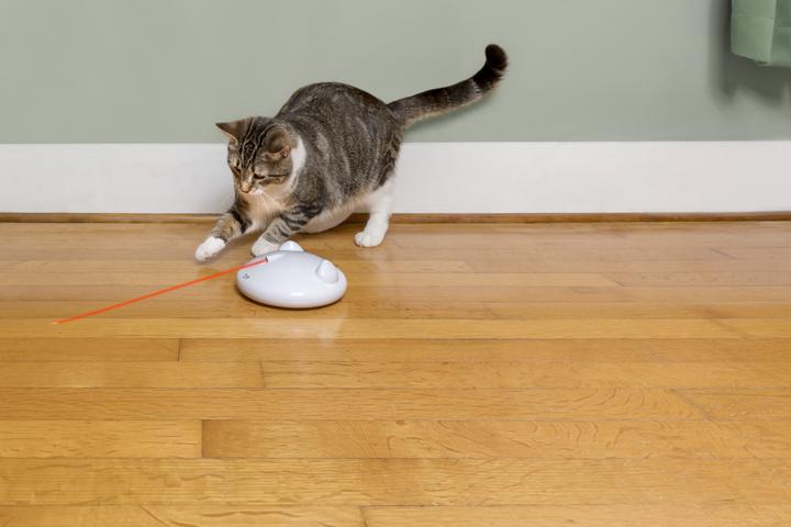 Actual product image PetSafe ZIP Automatic Laser Light (Catmint toy)