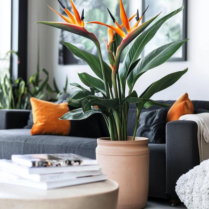 Actual product image Plant in a Box Strelitzia Reginea - Bird of paradise plant - With flower (80 cm)