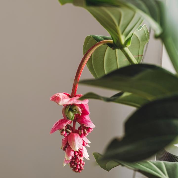Actual product image Plant in a Box Medinilla magnifica - Rose medinilla (55 cm)