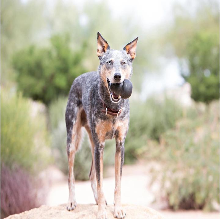 Immagine prodotto KONG Estremo (Reperimento, Giocattolo per cani, Gioco da masticare per cani)