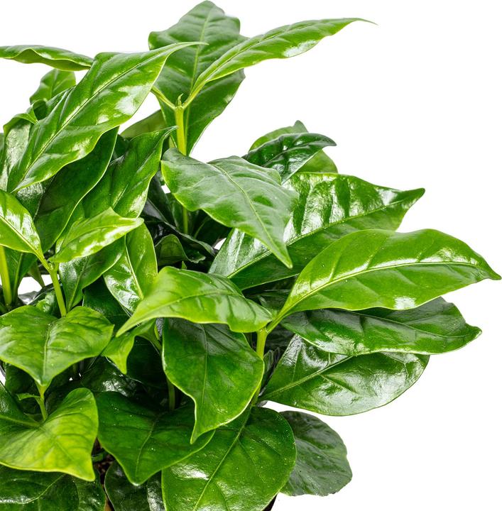 Produktbild Flowerbox Kaffeepflanze - Coffea Arabica (20 cm)