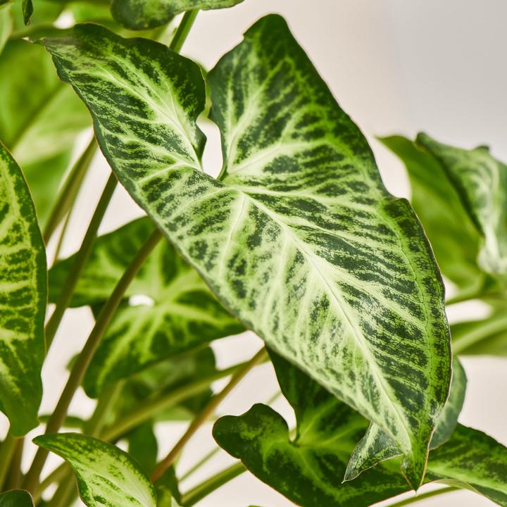 Produktbild Mary and Plants Syngonium White Butterfly mit HAY Topf in Schwarz (45 cm)