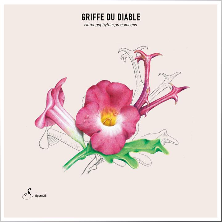 Image du produit Sekoya Harpagophytum (griffe du diable) | Contre l'arthrose (60 pièce(s), Capsules)