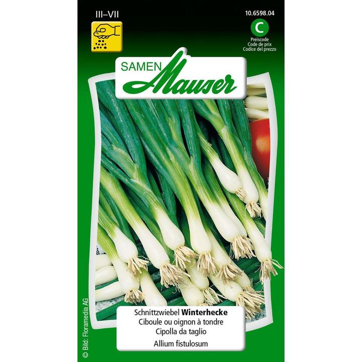 Image du produit Samen Mauser Couper la haie d'hiver des oignons (Plante bulbeuse)