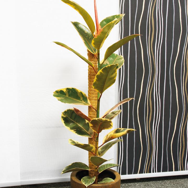 Produktbild Bellissa Kokosstab (4.50 cm, 4.50 cm)