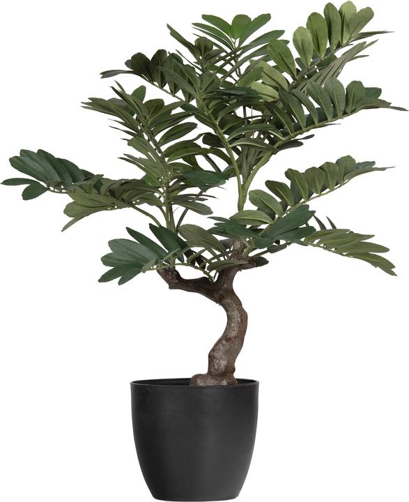 Produktbild Woood Zamia (61 cm)