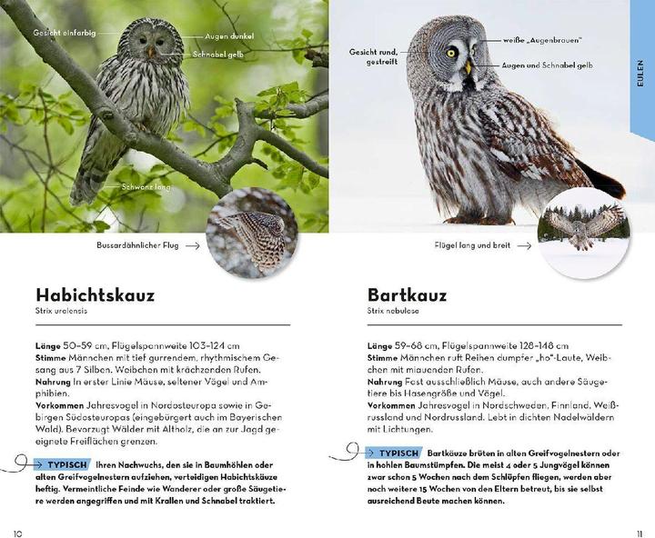 Immagine prodotto Kosmos Basic Greifvögel und Eulen (Tedesco, Volker Dierschke, 2023)