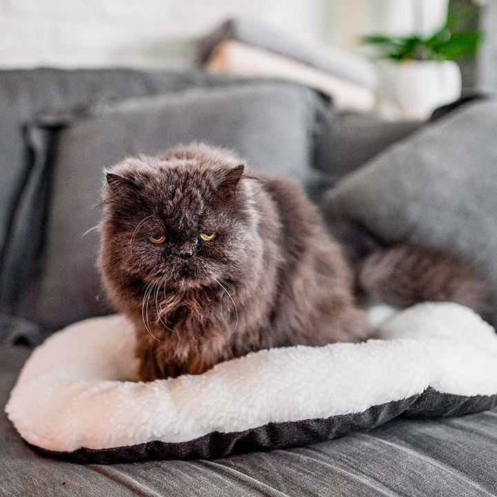 Image du produit Ferplast Détente (Chien, Chat)