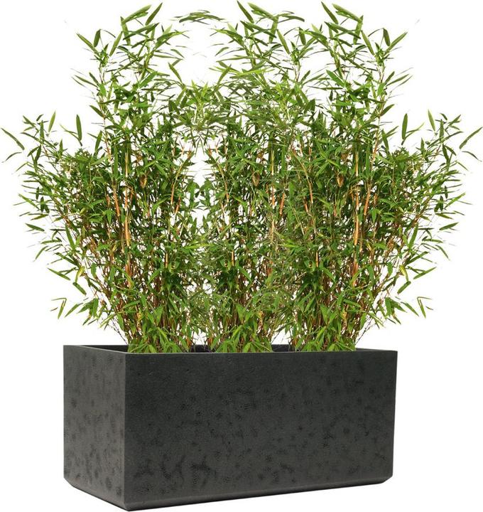 Immagine prodotto Kirschke Rockline (37 cm)