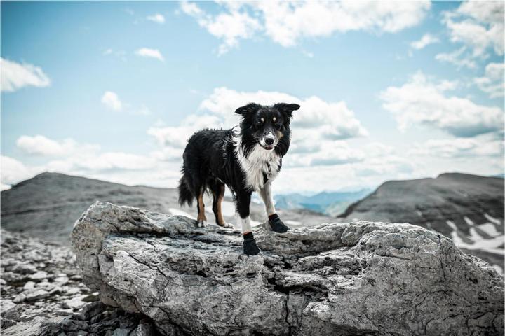 Actual product image Non-Stop Dogwear Pector (L, Dog boots)
