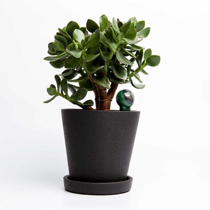 Image du produit FYTA Beam + WiFi Hub (Kit d'irrigation)