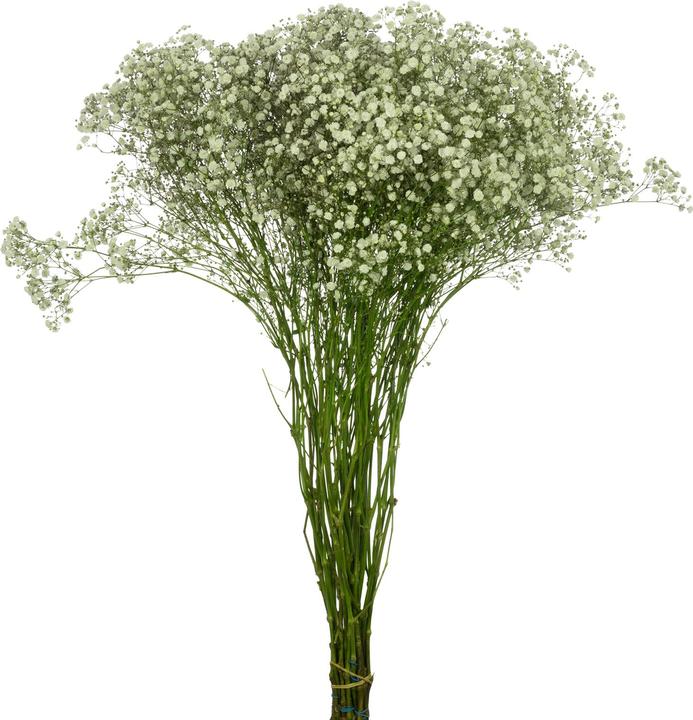 Image du produit Flowerbox Bouquet de gypsophile - Gypsophila paniculata Xlence (Fleurs coupées)
