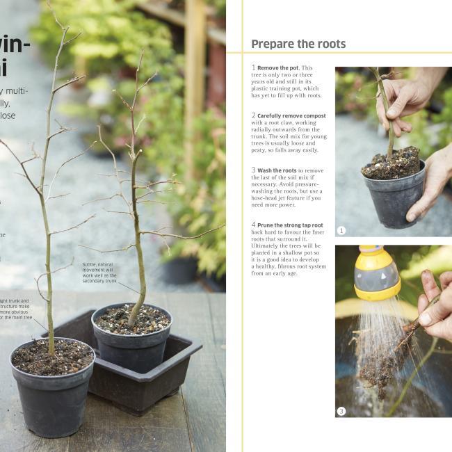 Actual product image bonsai (English, DK, 2014)