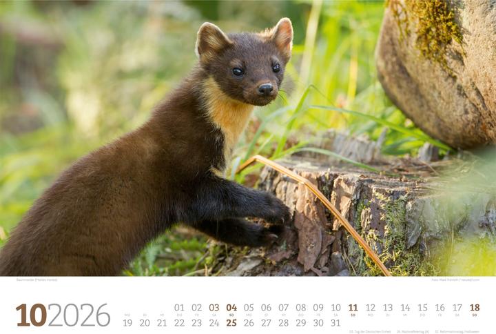 Immagine prodotto Tierwelt Wald Kalender 2026 (45 x 33 cm, Copertina rigida, Tedesco)
