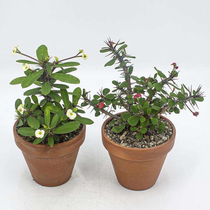 Actual product image Kakteen Gautschi Euphorbia milii Set (25 cm)