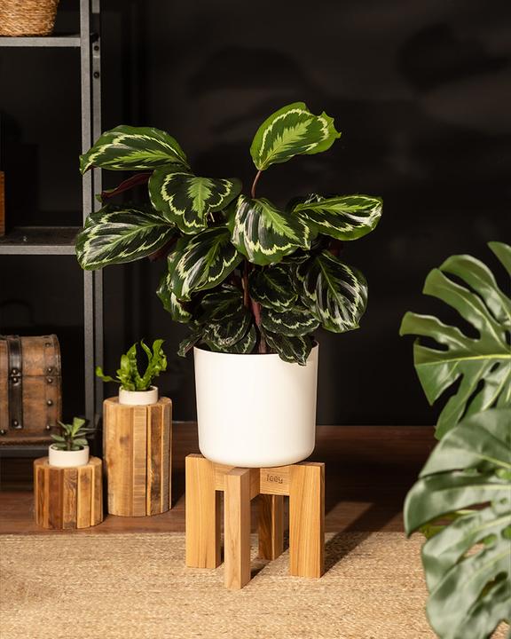 Produktbild feey Grosse Calathea Roseopicta (65 cm, Frisch umgetopft, Tierfreundlich)