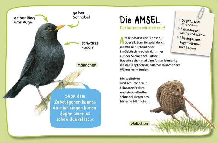 Produktbild Kosmos Mein erster Naturführer, Was fliegt denn da? (Deutsch, Lea Hille, 2023)