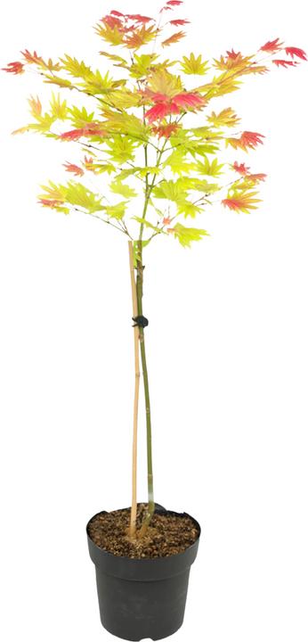Immagine prodotto Plant in a Box Acer palmatum 'Moonrise' - Acero giapponese (90 cm)