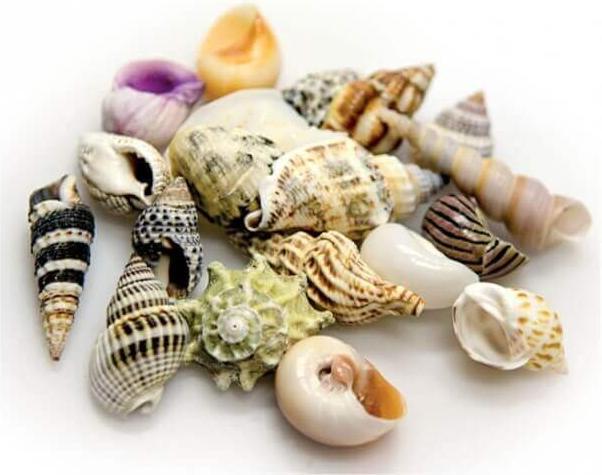 Productafbeelding Hobby Aquarium Decoratie Slak Schelpen Zeeschelpen Set M 10 stuks (Andere objecten)