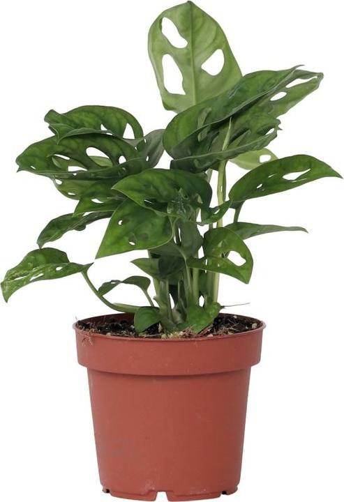 Produktbild Plant in a Box Monstera Monkey Mask - Affenmaskpflanze (30 cm)