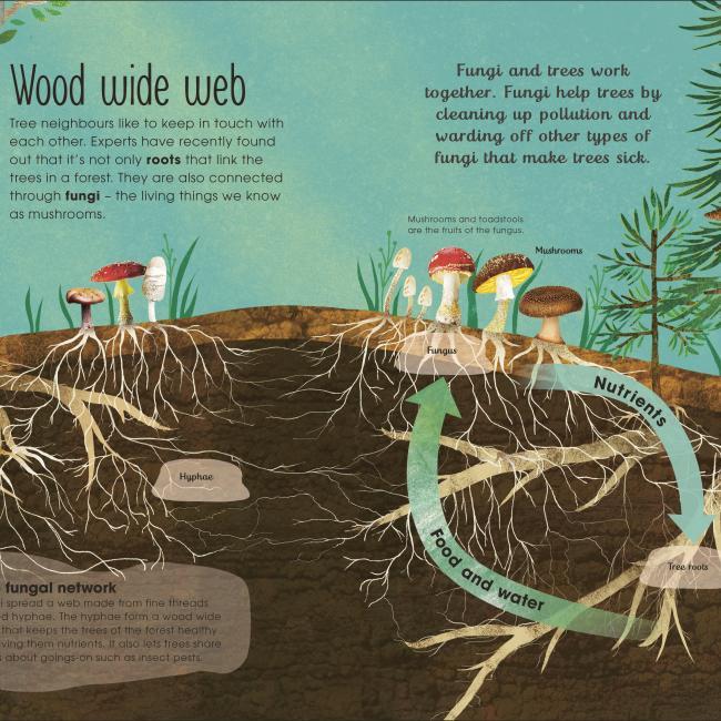 Immagine prodotto RHS The Magic and Mystery of Trees (Inglese, Jen Green, Claire McElfatrick, 2019)