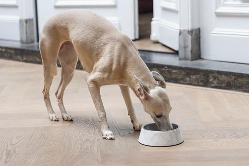 Immagine prodotto Designed by Lotte Ciotola per cani Meis (0.35 l)